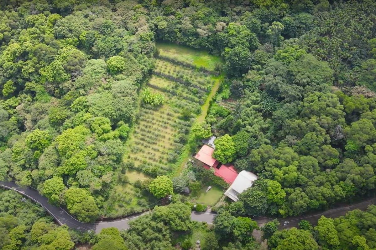 空拍:森林中間一片整齊種下的田,旁邊是紅色屋頂的農舍,山路從底下繞過
